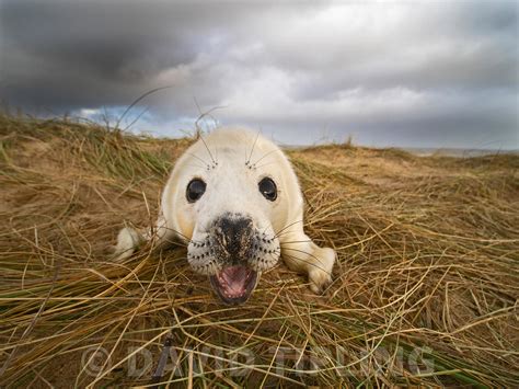 birdphoto | Grey Seal Halichoerus grypus pup North Norfolk January