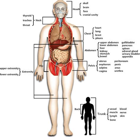 Human Being Body Parts