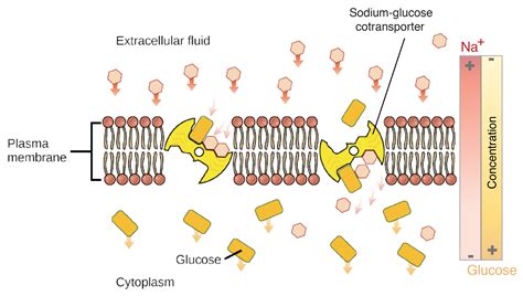 Secondary Active Transport ( Na - glucose | Class Eleven Chemistry