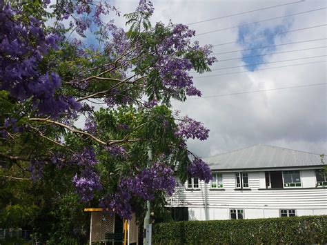 Jacaranda Tree, Jacaranda Tree | Sally Porch