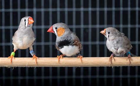 Zebra Finch Care, Breeding, Nest, And Personality