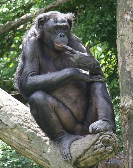 Bonobo | Bonobo, Endangered animals, Animals