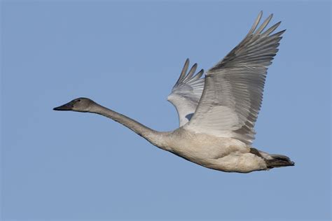 Trumpeter Swan in Flight