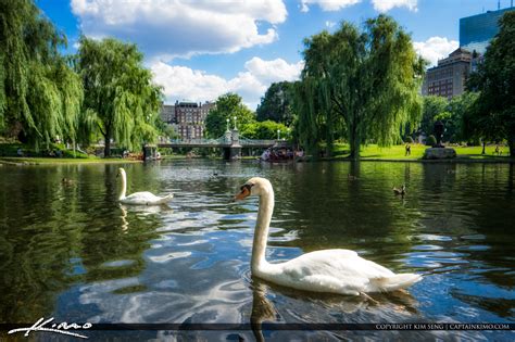 Boston Public Garden Summertime at Swan Lake with Weeping Willow Tree ...