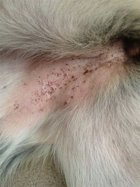 Pictures Of Sand Flea Bites On Dogs - PictureMeta