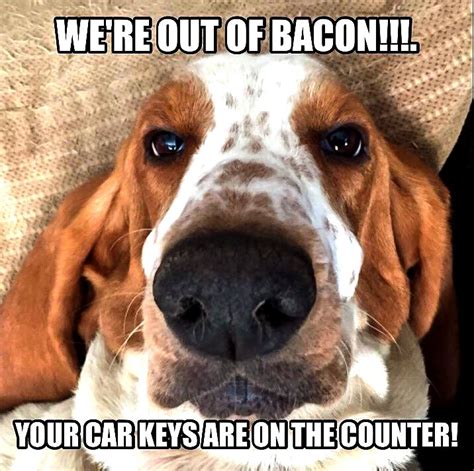 We're out of bacon. Your keys are on the counter! - Basset Hound ...