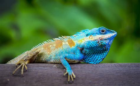 Lizard Names: 375+ Funny, Cool & Good Reptile Names | My Pet's Name