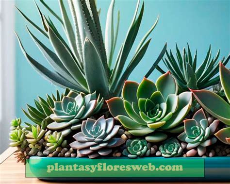 Suculentas colgantes: Belleza y versatilidad en la decoración - Plantas ...