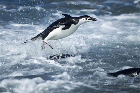 Antarctica Animals