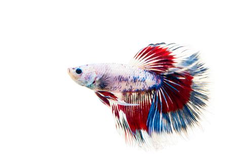 Betta Fish Ich (White Spots) w/ Pictures: How to Treat