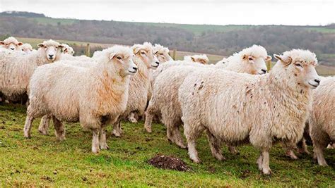 Guide to breeding from ewe lambs - Farmers Weekly