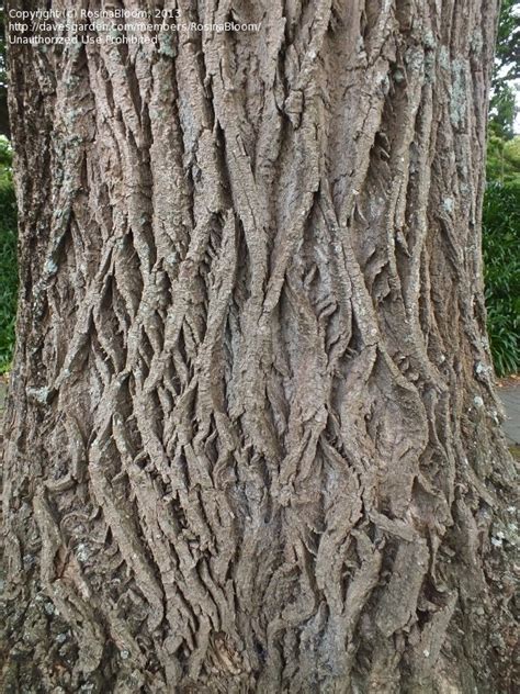 PlantFiles Pictures: Lombardy Poplar 'Italica' (Populus nigra) by ...