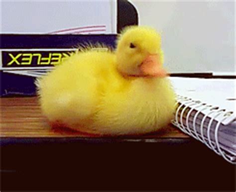 Duckling Nope – Reaction GIFs