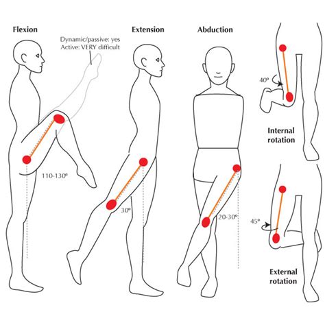 Human Anatomy Fundamentals: Flexibility and Joint Limitations | Envato ...