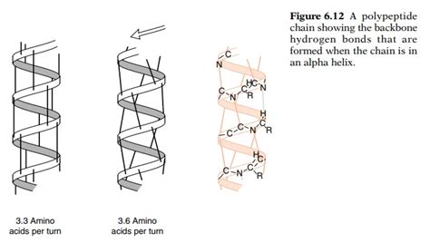 Alpha Helix, Beta Sheet, and Beta Turn - Protein Structure