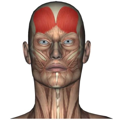 Frontalis Muscle: Forehead, Sinus Pain, Headaches - The Wellness Digest