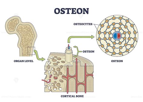 Osteon or haversian system with compact bone structure outline diagram ...