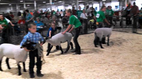 4-H sheep peewee showmanship at county fair - YouTube