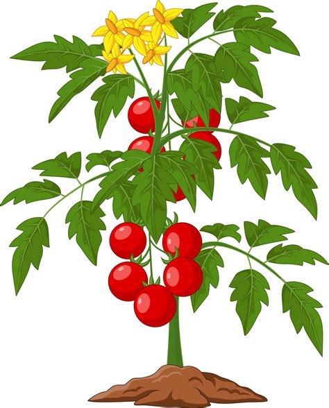 Tomato Plant Vector Art, Icons, and Graphics for Free Download