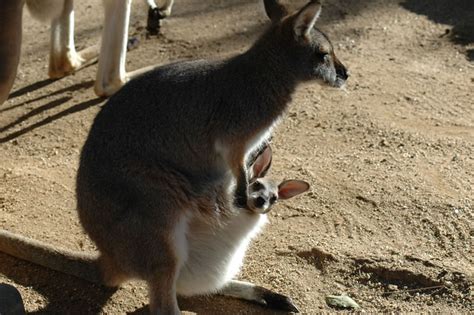 Baby wallaby in mother's pouch | Pics4Learning