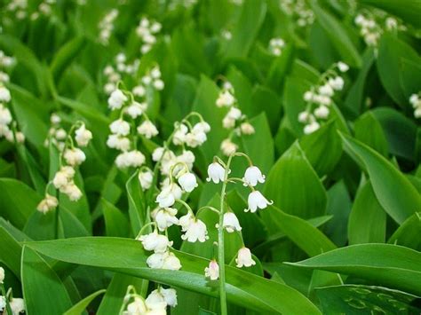 life between the flowers : Lily of the Valley Convallaria Majalis ...