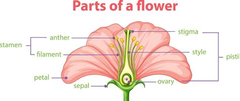 Diagram of different part of flower 6155160 Vector Art at Vecteezy