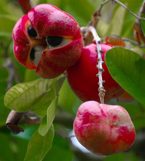 21 of the most exotic fruits around the world. Weird Fruit, Hawiian ...