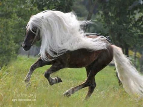 Animals with Beautiful Hair