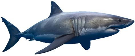 15+ Shark Transparent Images| Shark Transparent Background Images ...