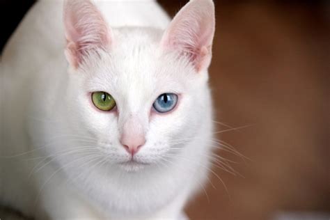 Heterochromia: Cats With Different-Colored Eyes | Litter-Robot