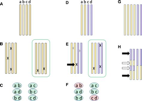 Different kinds of polyploids, and their major challenges. (A ...