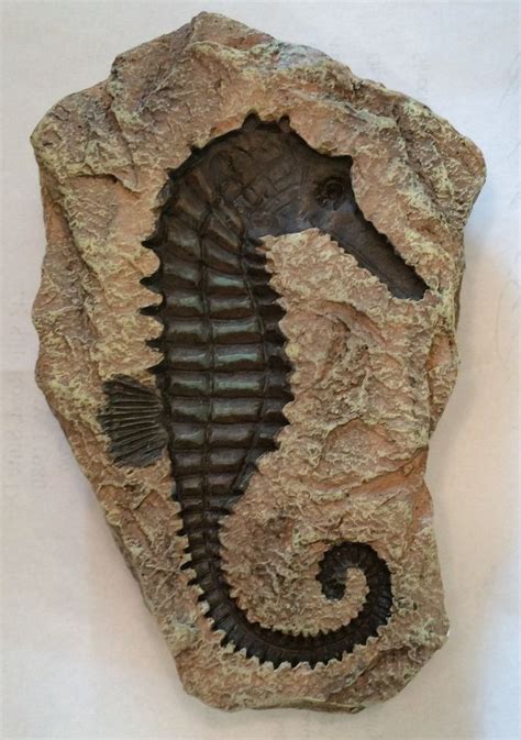 Seahorse Replica Fossil Rock Garden Statue | Dinosaur fossils, Pictures ...