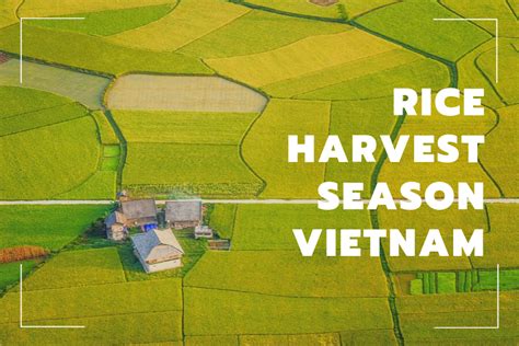 Admire the breathtaking rice harvest season Vietnam - Gadt Travel