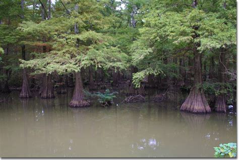 Kentucky Department of Fish & Wildlife Alligator Gar