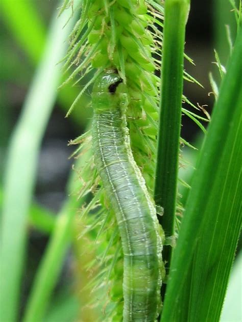 Caterpillar Camouflage | Flickr - Photo Sharing!