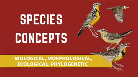 Morphological Species Concept Example Of