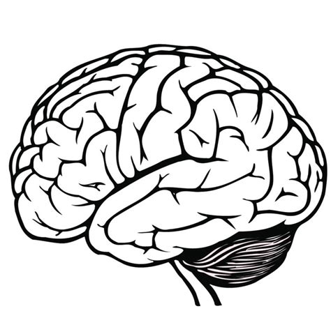 Brain Drawing - ClipArt Best