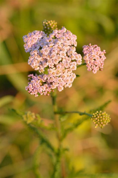 the small pink flower is blooming in the field