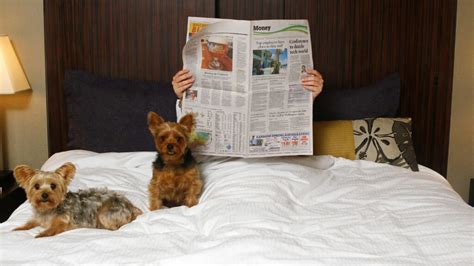 The Most Pet-Friendly Hotels in Tampa, Florida