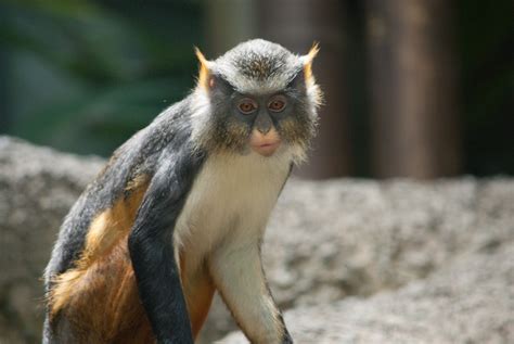 Definitive Guide To Wolf's Guenon Facts, Habitat, Conservation Status ...