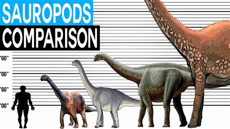 Sauropod Size Comparison