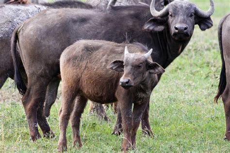 Cape Buffalo Facts - Animal Facts Encyclopedia