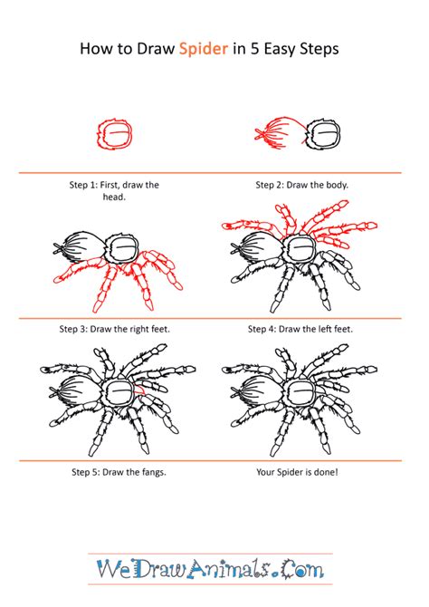 How to Draw a Realistic Spider