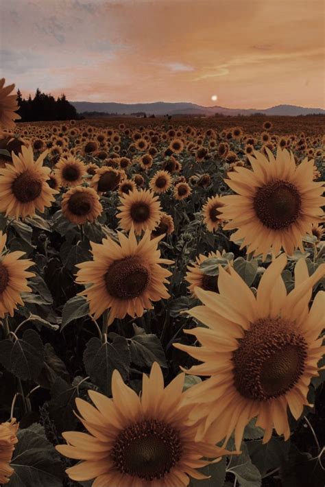 +22 Aesthetic Pics Sunflower | IwannaFile