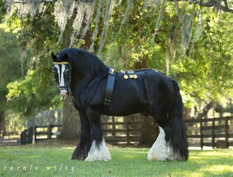 The Breed Standard & More - Gypsy Gold Horse Farm