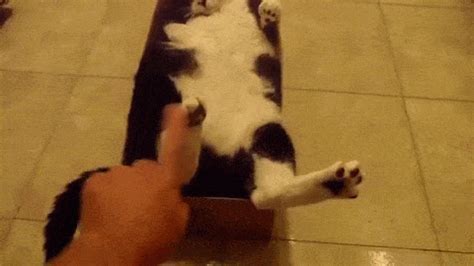 fat cat stuck in a box animated gif