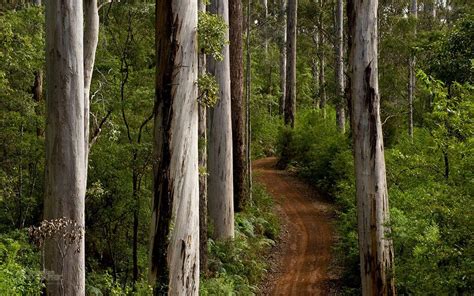 Karri forest, WA - Australian Geographic | Australian trees, Western ...