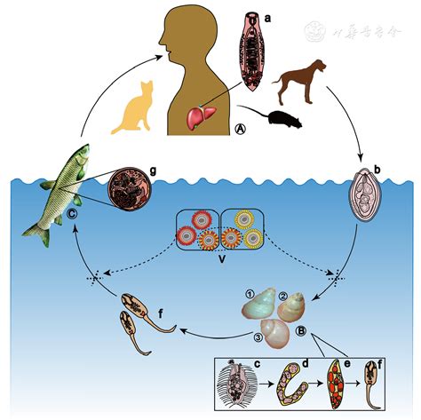 Current status and perspectives of Clonorchis sinensis and ...