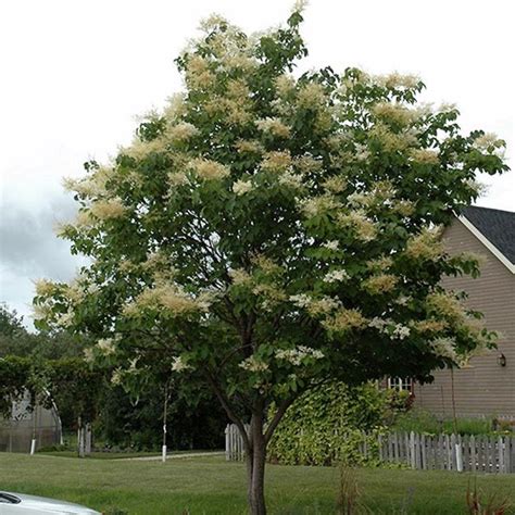 Lilac Tree Japanese Ivory Silk 2" - Ted Lare - Design & Build