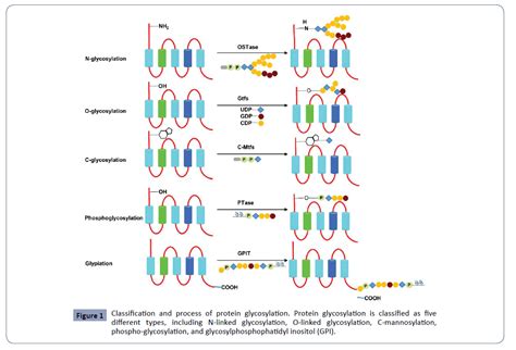 N-linked Glycosylation and its Potential Application in Drug Dev